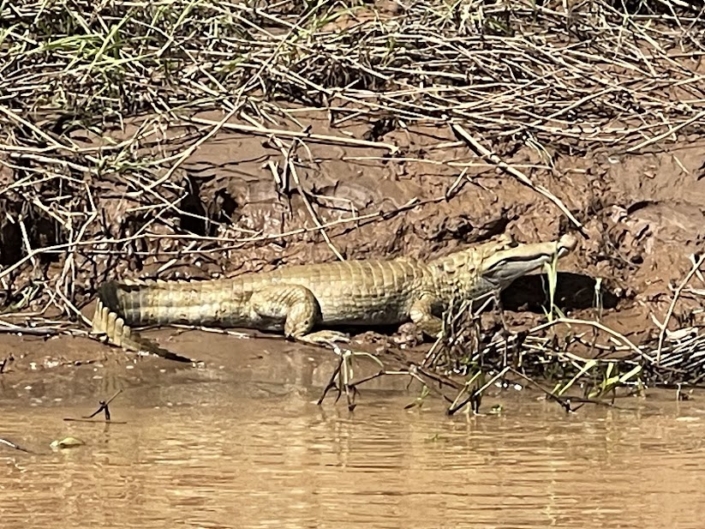 Caiman