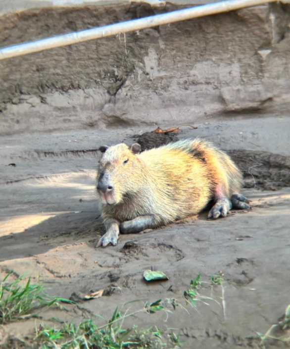 Capybara