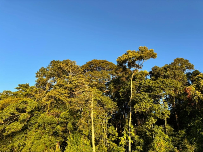 Jungle