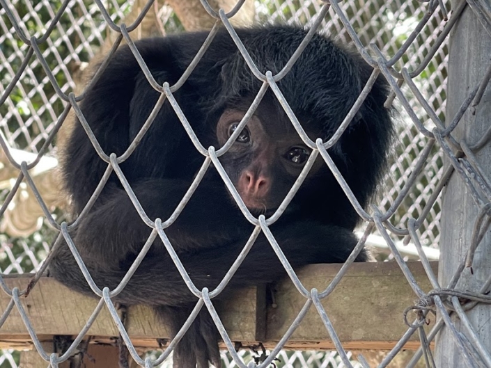 Spider Monkey