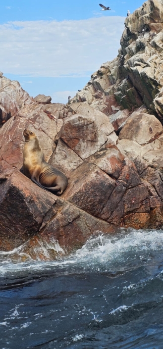 Ballestos Seal