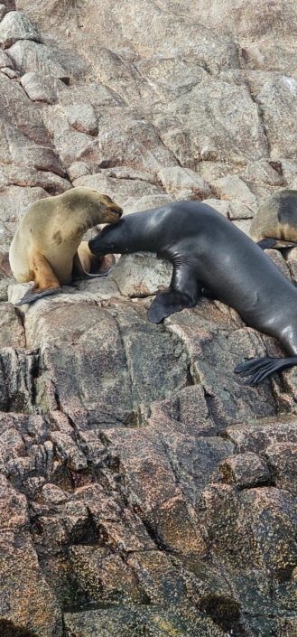 Ballestos Seals