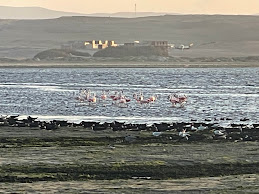 Flamingos