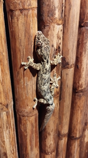 Gecko
