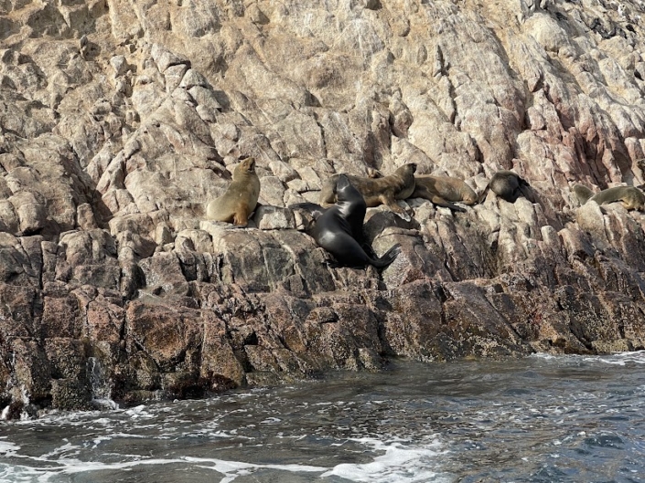 SealsH1